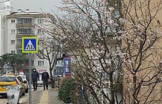 Ağaçlar yalancı bahara aldandı çiçek açtı