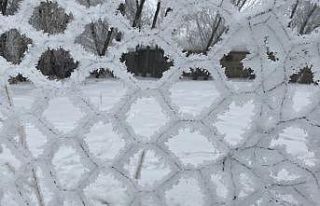 Ağaçlardaki kırağı kartpostallık görüntüler...