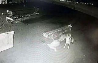 Ağıla giren kurtlar koyunu boğarak yedi