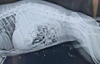 Ağır yaralanan Çakal tedavi altına alındı