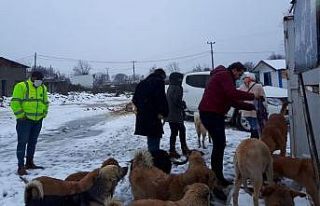 AK gençlerden sokak hayvanlarına mama