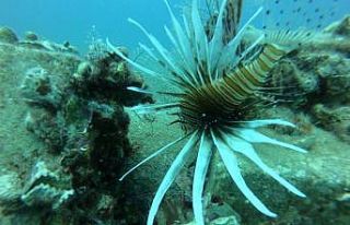 Akdeniz, tropik türlerin işgali altında
