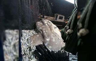 Akdeniz’de nadir görülen ‘ay balığı’ Adana’da...