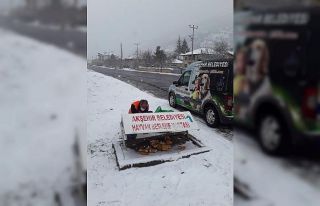 Akşehir Belediyesi sokak hayvanlarını beslemeyi...