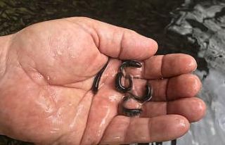 Alabalık üreticisi 700 anaç balıktan, 2 milyon...