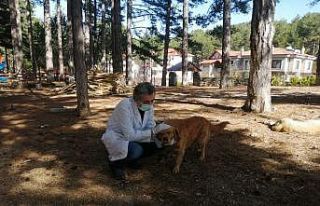 Alanya Belediyesinden sokak hayvanlarına aşılama...