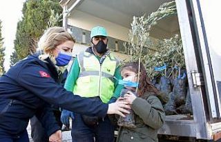 Aliağa Belediyesinin zeytin fidanı dağıtımları...