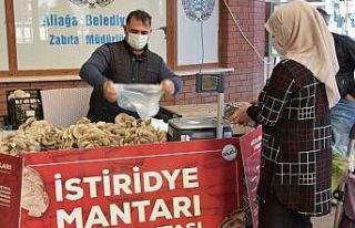 Aliağa’da istiridye mantarlarının ilk mahsulleri...