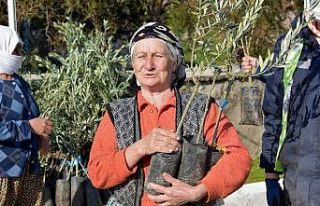 Aliağa’da zeytin şöleni sürüyor