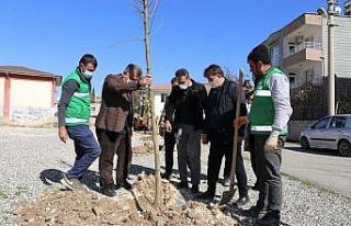 Alitaşı Mahallesi yeşilleniyor