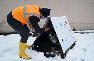 Altınordu’da atık malzemeler, sokak hayvanlarına...