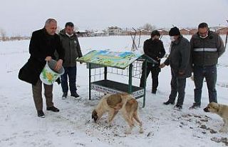 Amasya’da kuşlar ve sokak hayvanları için yiyecek...
