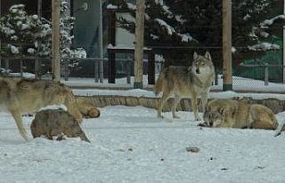 Anadolu Harikalar Diyarı Hayvanat Bahçesi her an...