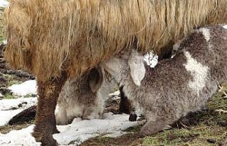 Anneleri telef olan kuzular biberonla besleniyor