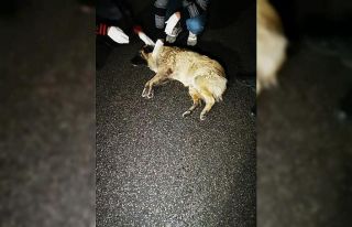 Arabanın çarpıp kaçtığı köpeğe çevredeki...