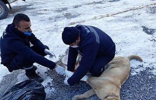 Aracın çarptığı köpeğe müdahale