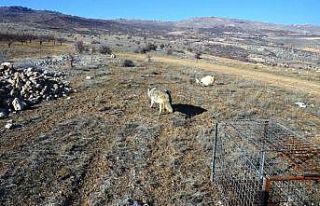 Aracın çarptığı kurt, tedavisinin ardından yeniden...