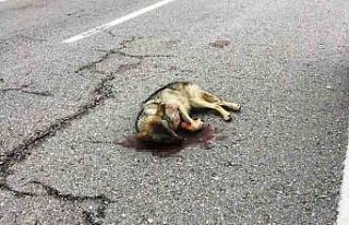 Aracın çarptığı kurt yaralandı