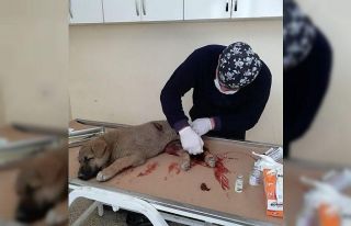 Aracın çarptığı yavru köpek tedavi altına alındı