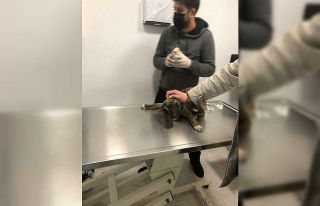 Aracın ezdiği köpeğe belediye sahip çıktı