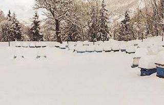 Arı kovanları kar altında