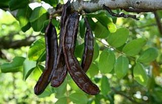 Aromatik bitki üretimine yüzde 75 destek