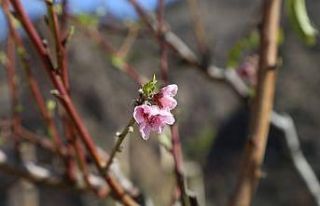Artvin’de baharın habercisi çiçekler erken açtı