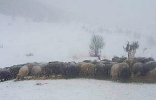Artvin’de karda mahsur kalan çobanlar ve sürülerini...