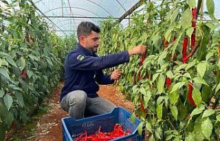 Aşırı talep sebebiyle yetersiz kalan isotun açığını...