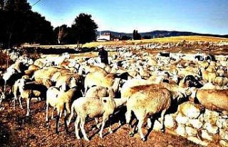 Aslanapa’da koyun ve keçi çiçeği hastalığı