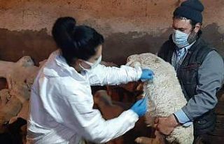 Aslanapa’da küçükbaş hayvanlar aşılanıyor