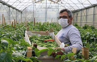 Ata tohumlarından hasat başladı