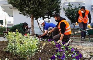 Atakum Belediyesi kendi serasında 200 bin çiçek...