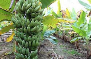 Atıl durumdaki domates serasında yılda 55 ton muz...