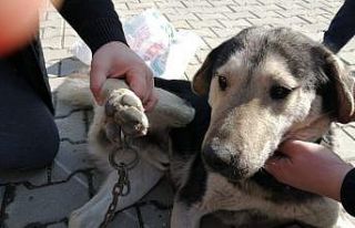 Ayağına zincir batan köpeği veteriner kurtardı