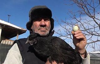 ’Ayam Cemani’ cinsi horoz ve tavuk görenleri...