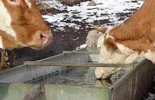 Aydın’da 22 mahallede Şap Karantinası uygulanmaya...