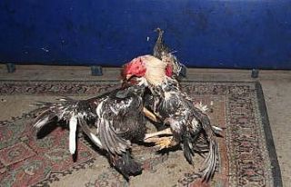 Aydın’da horoz dövüştüren kişilere ceza yağdı