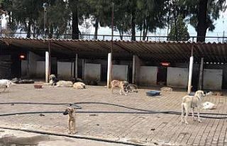 Aydın’da sokak hayvanları artık üşümeyecek