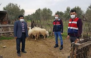 Ayvacık’ta çalınan 6 koyun jandarma ekiplerince...