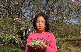 Badem çağlasının kilosu tezgahlarda 100 liradan...