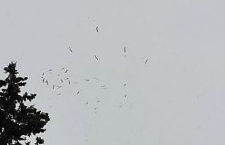 Baharda gelen leylekler bu yıl karla geldi