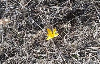 Baharın habercisi çiğdemler erken açtı