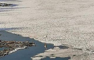 Baharın habercisi leylek Ardahan’a erken geldi