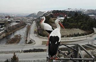 Baharın habercisi leylekler Karabük’e erken geldi