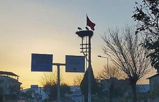 Baharın müjdecisi leylekler Aydın’a gelmeye başladı