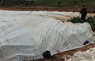 Bakla ve bezelye üreticilerinden don tehlikesine...