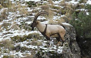 Bakteri, bağışıklığı zayıf dağ keçilerinin...