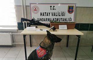 Balkonda kenevir yetiştirmiş