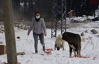 Bankadan kredi çekerek sokak hayvanlarını besliyor